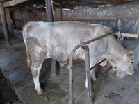 Toro, Vaca roja sin cuernos — foto 2