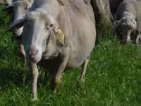 Oveja, Lacaune sheep — foto 3