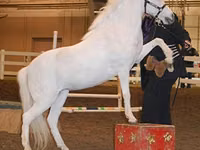 Farasi jike, Miniature horse — picha 4