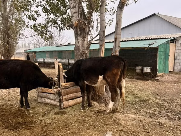 Ng'ombe dume, Russian Black pied cattle