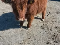 Kuh, Highland — Foto 3