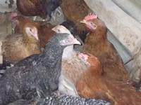 Shamo chickens — photo 3