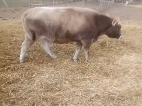 Vaca, Raza carpatiana marrón