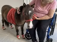 Hengst, Miniature horse — Foto 5