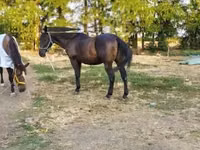 घोड़ा, Nonius horse — फ़ोटो 2