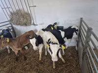 Bulle, Russian Black pied cattle — Foto 5