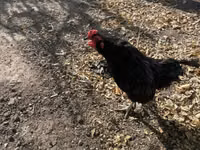Ameraucana — photo 5
