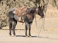 حصان, Quarter Horse — الصورة 4