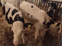 Ng'ombe dume, Russian Black pied cattle — picha 1
