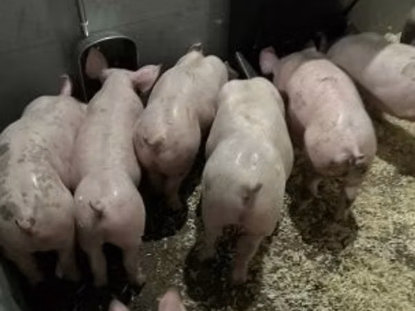 Pigs (batch, sex not specified), 