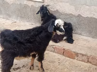 Cabras (lote, sexo no especificado), Cabras — foto 3