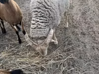 كبش, Merino sheep — الصورة 2