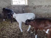 गाय, मवेशी — फ़ोटो 2