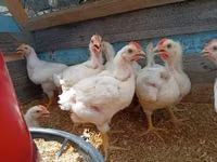 Chickens — picha 2