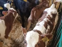 牛只（批次，未指定性别）, Russian Black pied cattle — 照片 5