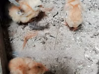 Chickens — Foto 6