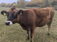 गाय, जर्सी नस्ल — फ़ोटो 2