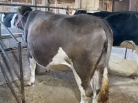 Kuh, Holstein-Rasse — Foto 3