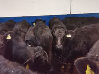 Toro, Aberdeen-Angus — foto 2