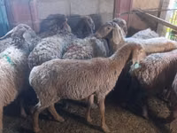 Schaf, Arashan sheep — Foto 5