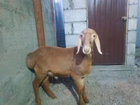 نعجة, Rhon sheep — الصورة 7
