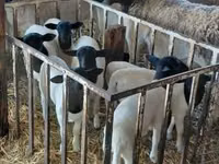 Dume la kondoo, Dorper sheep — picha 5