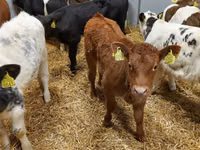 牛只（批次，未指定性别）, Cattle — 照片 3
