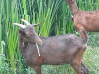母山羊, Murcia-Granada goats — 照片 1