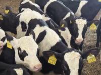 Bovinos (lote, sexo no especificado), Simmental cattle — foto 5