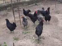 Australian Pit Game fowl — picha 5