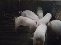 Eber, Schweine — Foto 4