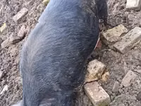 Boar — photo 2