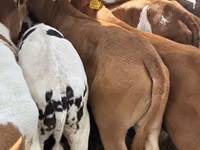 Rinder (Partie, Geschlecht nicht angegeben), Simmental cattle — Foto 3