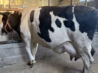 Kuh, Holstein-Rasse — Foto 3