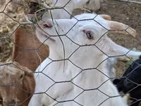 Mbuzi (kikundi, jinsia haijatajwa), Saanen goat — picha 5