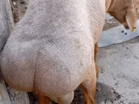 Dume la kondoo, Ordabasy sheep — picha 5