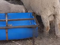 Carnero, Merino sheep — foto 1