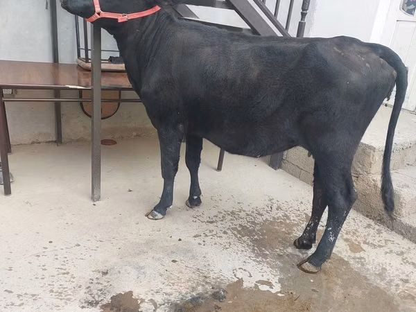 गाय, मवेशी