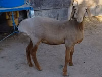 भेड़, Arashan sheep — फ़ोटो 2