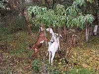 母山羊, Nubian Goat — 照片 1
