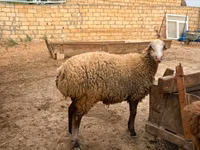 Kondoo jike, Apsheron sheep — picha 8
