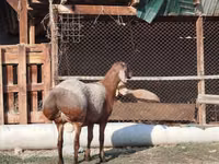 Dume la kondoo, Edilbay sheep — picha 2