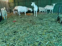 母山羊, Pomellata goat — 照片 6