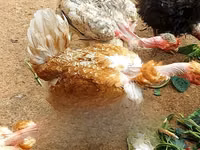 Chickens — photo 6