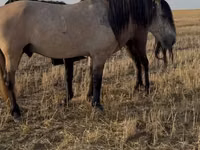 حصان, Bashkir horse — الصورة 2