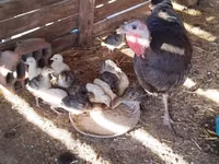 Turkeys — photo 4