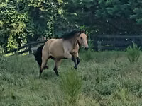 فرس, Missouri foxtrotter — الصورة 4
