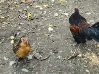 Chickens — foto 3