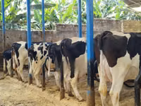 Ng'ombe jike, Banda la Holstein — picha 2