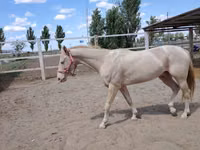 Farasi dume, Akhal-Teke — picha 6